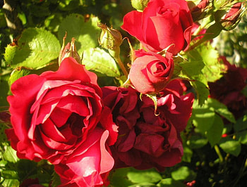 Roses, nature, flowers, red HD wallpaper