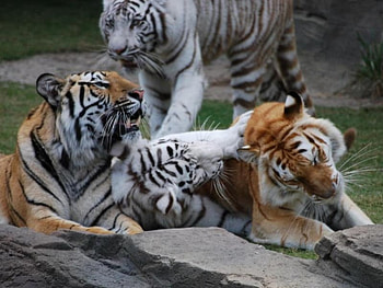 playing, tigers, playing around HD wallpaper