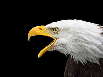 Bald Eage , bald-eagle, eagle, birds HD wallpaper
