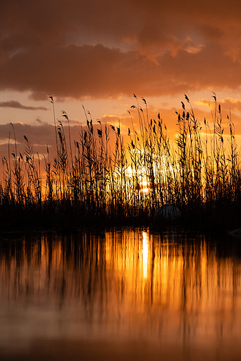 Sunset, Twilight, Lake, Dark, Dusk, Cane, Reed HD phone wallpaper