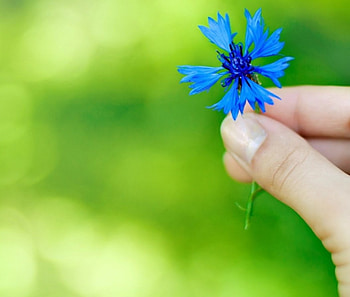 blue, soft, nature, flower HD wallpaper