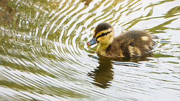 Duckling, animal, duck, bird HD wallpaper