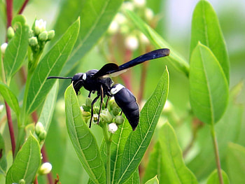 The four-toothed mason, Wasp HD wallpaper
