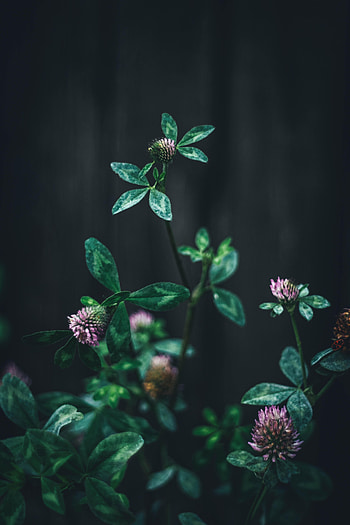 Flowers, Leaves, Flower, Macro, Clover HD phone wallpaper