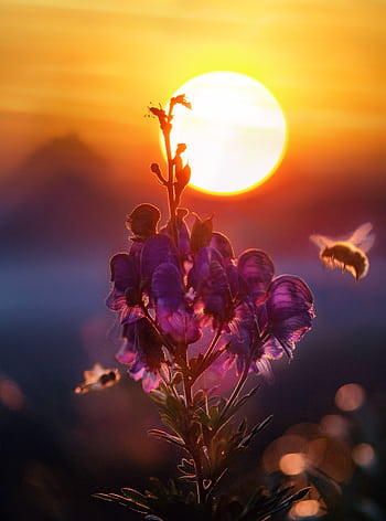 A captivating close-up of a bee pollinating vibrant flowers against a stunning sunset backdrop. HD phone wallpaper