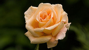 Background, Drops, Macro, Rose Flower, Rose, Petals HD wallpaper