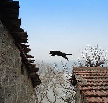jump, black, animals, cat, funny HD wallpaper