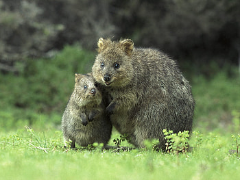 Animals, Grass, Young, Couple, Pair, Stroll, Care, Joey, Quokka, Kwokka HD wallpaper