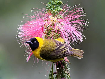 Beautiful Bird, cool, beautiful, bird HD wallpaper