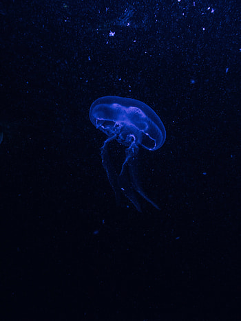 Jellyfish, Dark, Glow, Underwater World, Phosphorus, Hydroid Jellyfish HD phone wallpaper
