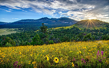Nature, Flowers, Mountains, Valley, Arizona HD wallpaper