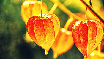 Physalis, Chinese lantern fruit, Striking , Eye-catching backgrounds HD wallpaper