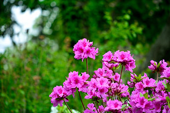 Spring Meadow, spring field, garden, meadow, pink nature, purple flowers, flower, spring flowers, nature HD wallpaper
