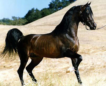 Stallion, horse, animals, cavalo HD wallpaper