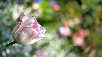 Flower, Plant, Macro, Striped, Tulip HD wallpaper