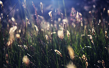 Grass, Macro, Shine, Light, Shadow HD wallpaper
