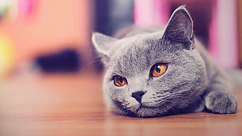 Animals, Cat, Lies, Sight, Opinion HD wallpaper