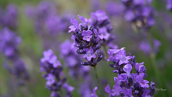 Fragrant Lavender, summer, purple, lavender, flowers, fragrant, perfume, calm, Firefox Persona theme HD wallpaper