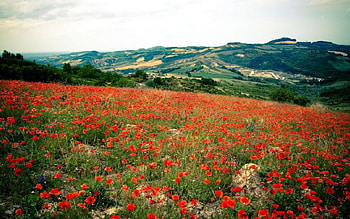 red beautiful field, beautiful, field, red HD wallpaper