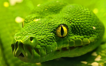 Green, snake, scales, eye, mouth HD wallpaper