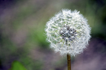 Flowers, Flower, Stem, Stalk, Dandelion, Fuzz, Fluff HD wallpaper