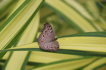 Macro, Insect, Grey, Butterfly HD wallpaper