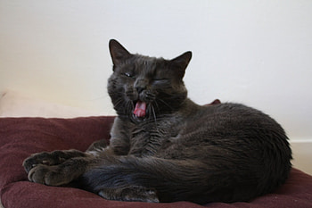 meow, cat, black, animals HD wallpaper