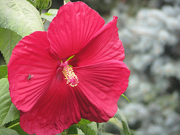 Plants, Flowers HD wallpaper
