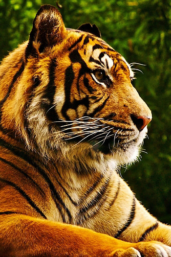 Wild and fierce tiger, Striking , Best in class, Thrilling experience HD phone wallpaper