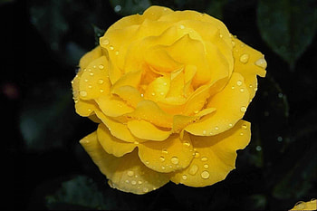 Very attractive yellow rose, Yellow, Stunning, Attractive, Rose HD wallpaper