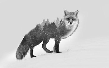 Fox , Artistic design, Mesmerizing details, Elegant motif HD wallpaper