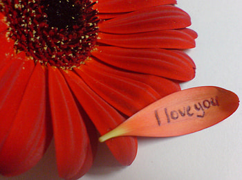Red flower I love you, nature, message, petals, flower HD wallpaper