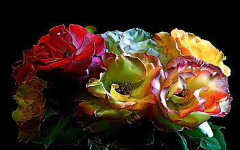 Gifts of love, gorgeous, gifts, flowers, romance, lovely HD wallpaper