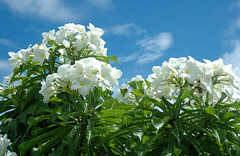 Flowers, Sky, Bloom, Flowering, Tropics, Sunny, Plumeria HD wallpaper