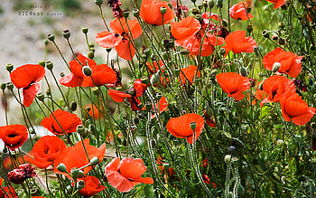 Plants, Flowers, Poppies HD wallpaper