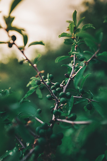 Nature, Wood, Tree, Branch, Fruit, Fetus, Olives HD phone wallpaper