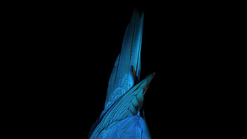 Birds Tail Oled , birds, dark, black, oled, behance, abstract HD wallpaper