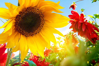 Summer flowers at sunrise, summer, rays, morning, glow, beautiful, flowers, sunflower, sunrise, sunlight HD wallpaper