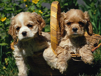 Sweet brothers, sweet, dog, basket, puppy, couple, grass HD wallpaper
