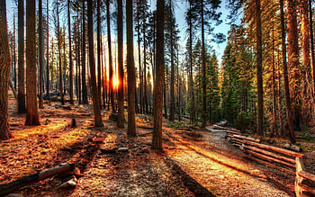 Nature, Trees, Sun, Shine, Light, Forest, Fence HD wallpaper
