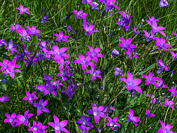 Flori de camp, ser, gem, aer, cer HD wallpaper