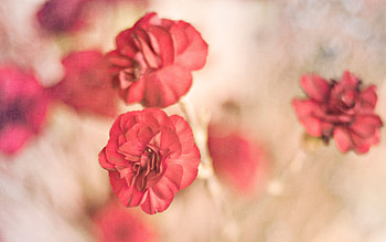 Plants, Flowers HD wallpaper
