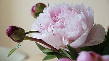 Pale pink peony, peony, pink, Flower, Pale HD wallpaper