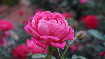 Flowers, Pink, Flower, Rose Flower, Rose, Petals, Bud HD wallpaper