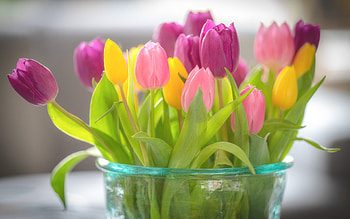 bouquet of tulips, glass vase, spring flowers, colorful tulips, beautiful bouquet, background with tulips, pink tulips HD wallpaper