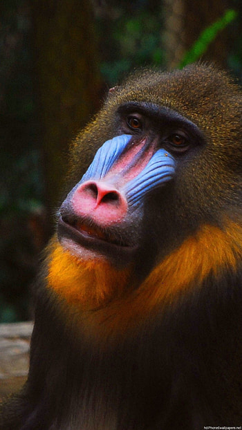 Monkey , Laptop mobiles, Cool HD phone wallpaper