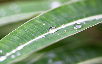 Nature, Leaves, Drops, Plant, Macro, Dew HD wallpaper
