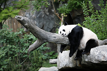 Panda, Animal, Sleeping HD wallpaper
