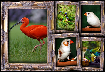 PRETTY BIRDS, BIRDS, , PRETTY, ANIMAL HD wallpaper