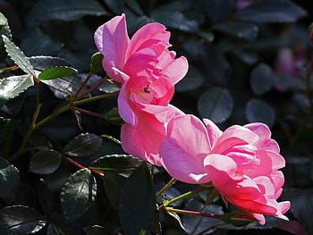 Flowers, Roses, Leaves, Bush, Branches, Buds HD wallpaper